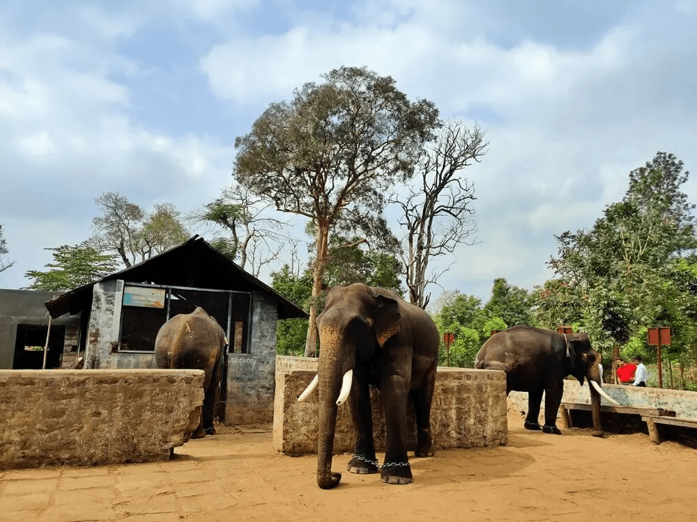 Dubare Elephant Camp